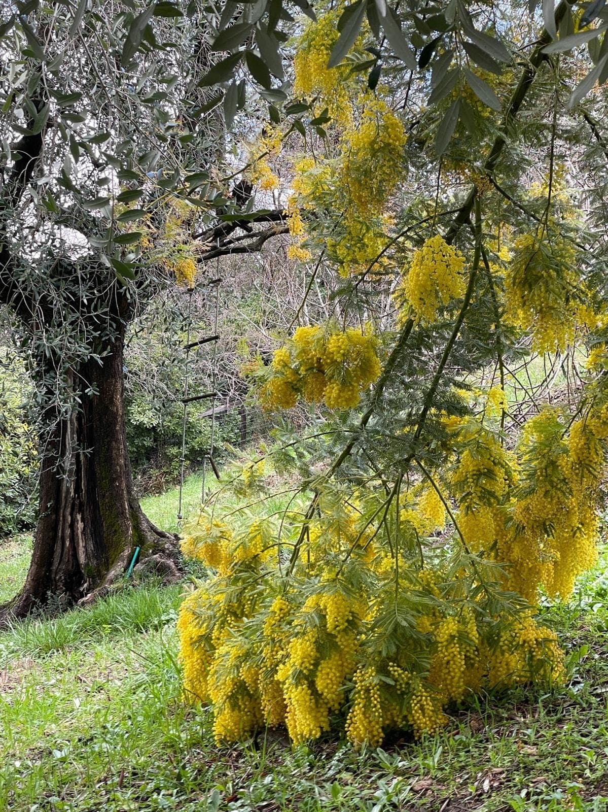 Villa Notre Dame des Fleurs, Grasse